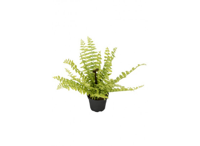 Fern 30cm