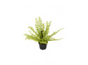 Fern 30cm
