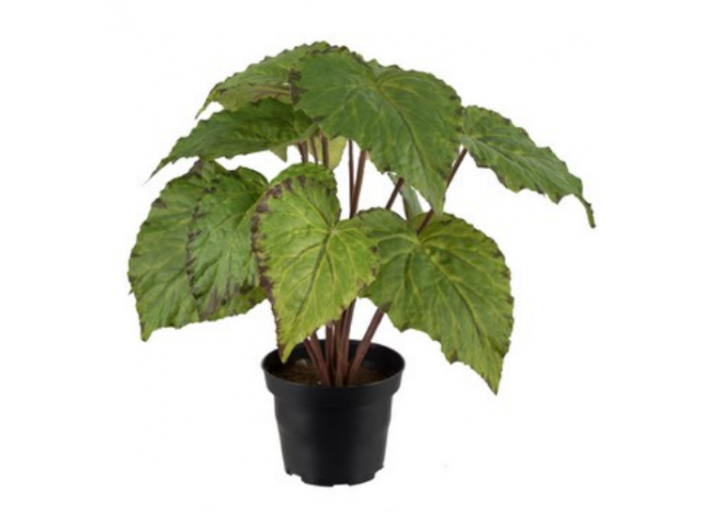 Rexbegonia 30cm, Grøn