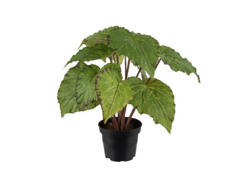 Rexbegonia 30cm, Grøn