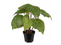 Rexbegonia 30cm, Green