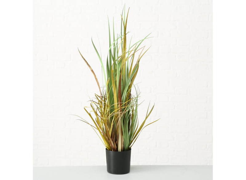 Plante i potte Grass (A)