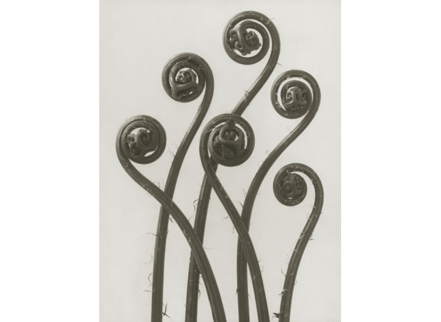 Plakat 30x40cm Adiantum pedatum 