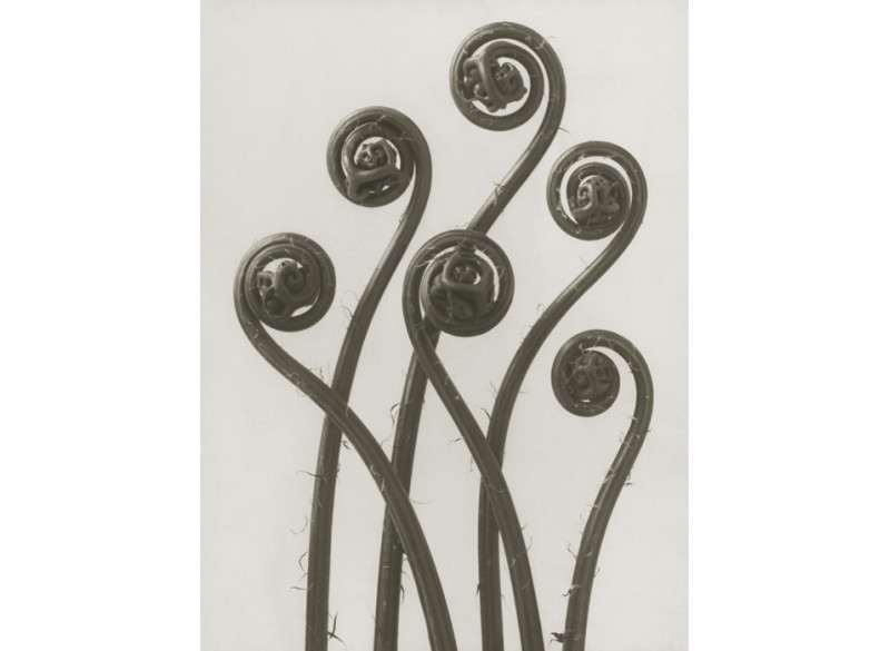 Plakat 30x40cm Adiantum pedatum 