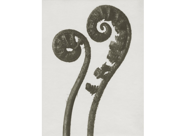 Plakat 30x40cm Dryopteris filix