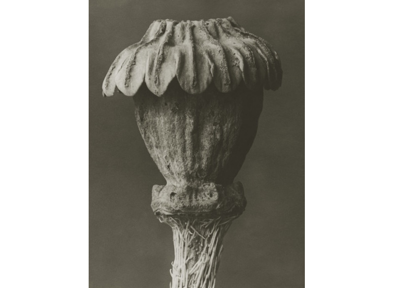 Plakat 30x40cm Papaver orientale 