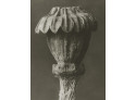 Plakat 30x40cm Papaver orientale