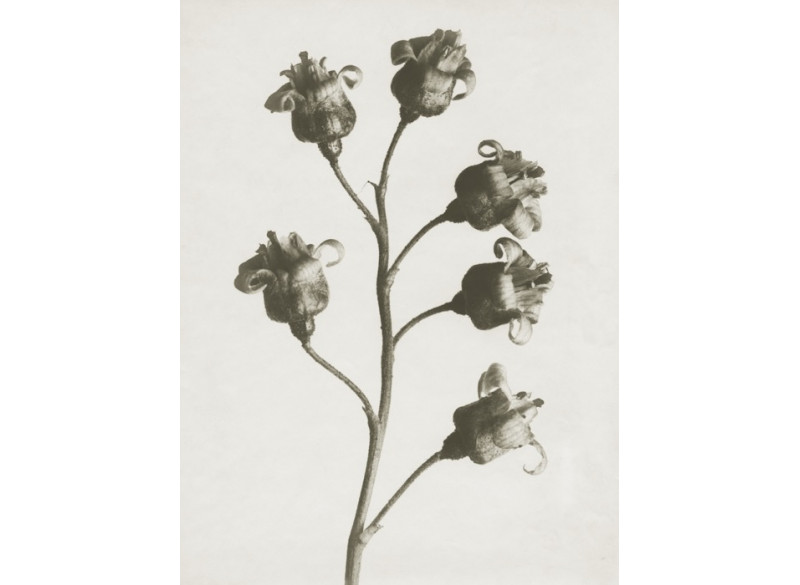 Plakat 30x40cm Ribes nigrum 