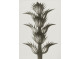Poster 50x70cm Acanthus mollis