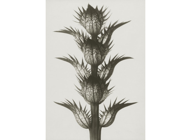 Plakat 50x70cm Acanthus mollis 