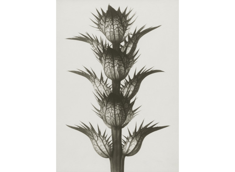 Plakat 50x70cm Acanthus mollis 
