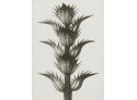 Poster 50x70cm Acanthus mollis