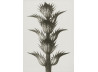 Plakat 50x70cm Acanthus mollis