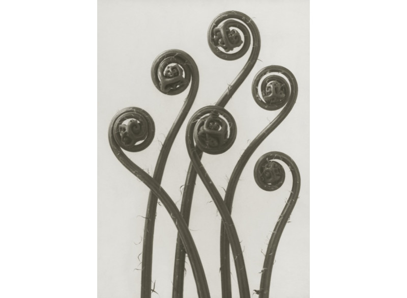 Plakat 50x70cm Adiantum pedatum 