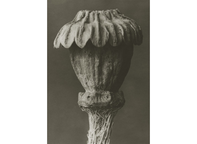 Plakat 50x70cm Papaver orientale 