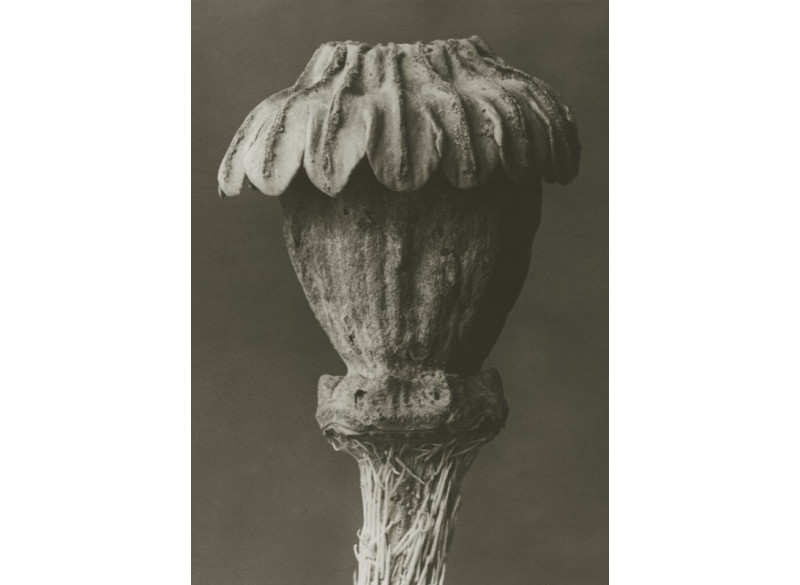 Plakat 50x70cm Papaver orientale 