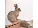 Deco Animal Wild Rabbit