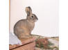 Deco Animal Wild Rabbit