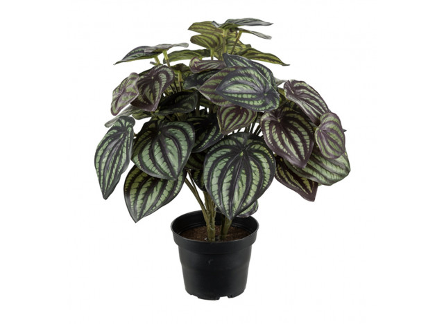 Peperomia 30cm broget