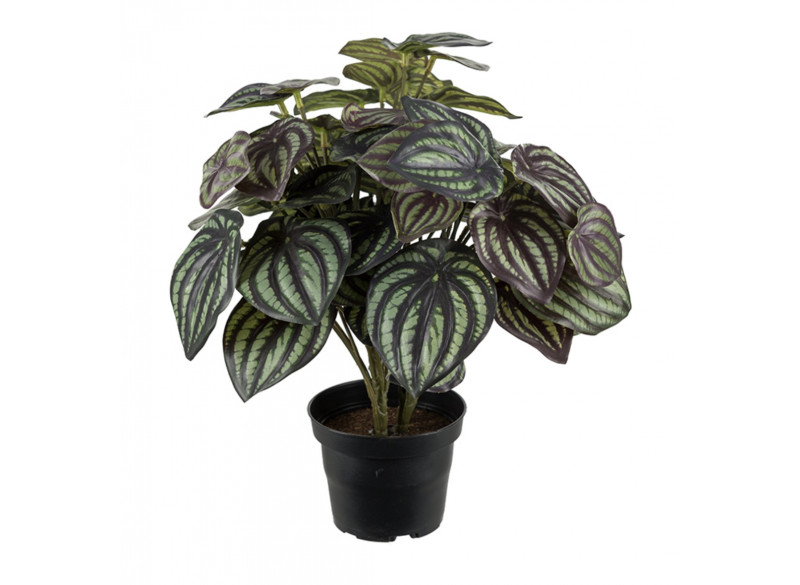 Peperomia 30cm broget