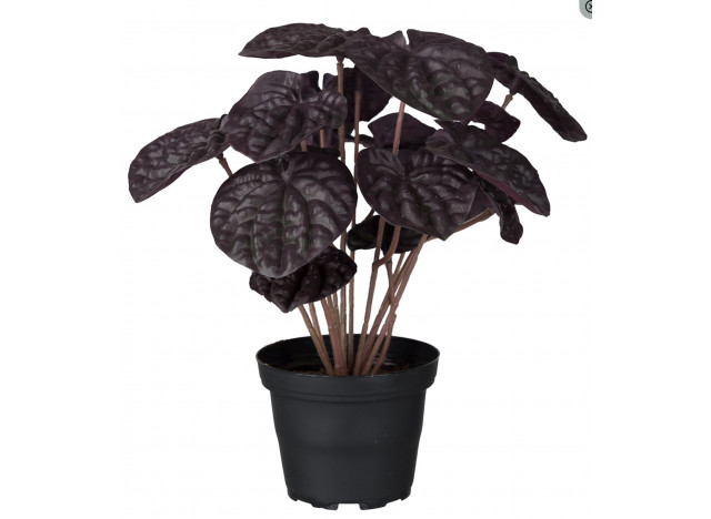 Peperomia 20cm Vinrød