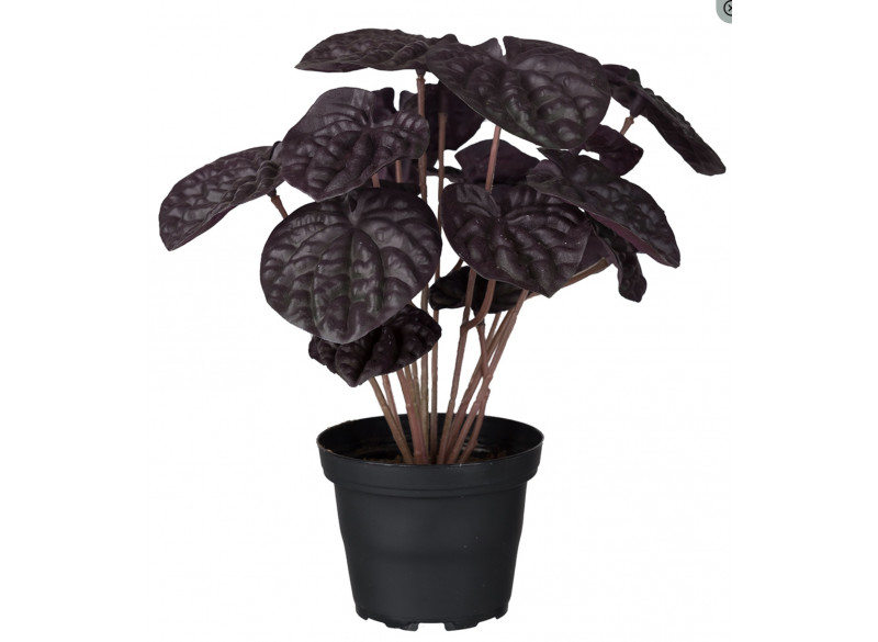 Peperomia 20cm Vinrød