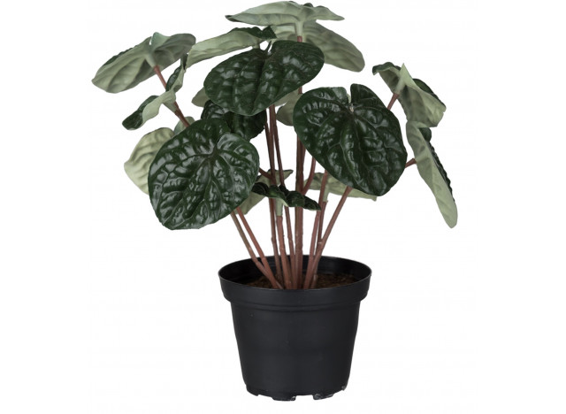 Peperomia 20cm Grøn