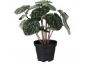 Peperomia 20cm Grøn