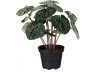 Peperomia 20cm Grøn
