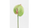 Anthurium 29cm, lime