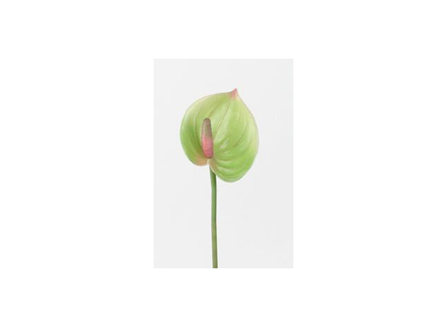 Anthuriums 29 cm, lime