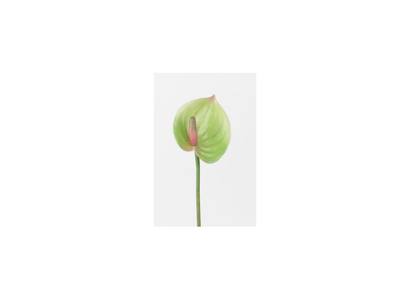 Anthuriums 29 cm, lime