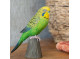 Decobird Budgerigar