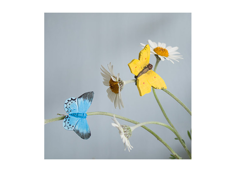 Magnet Butterfly Lemon butterfly