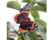 Magnet Butterfly Admiral
