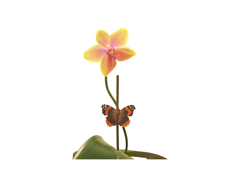 Magnet Butterfly Admiral