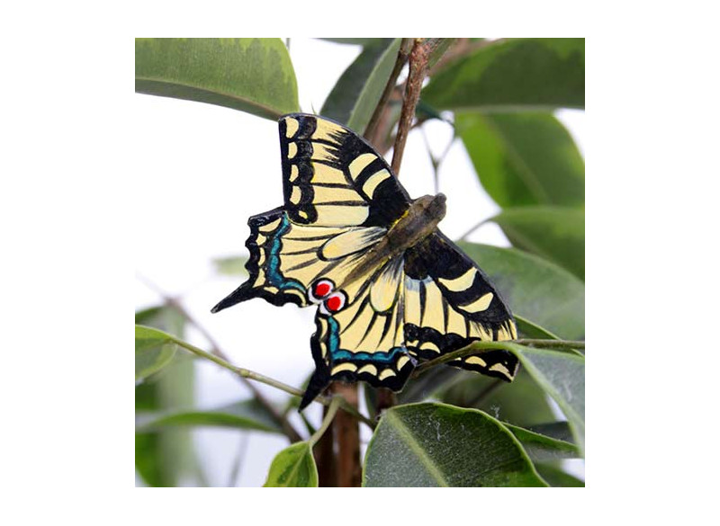 Magnet Macaon Butterfly