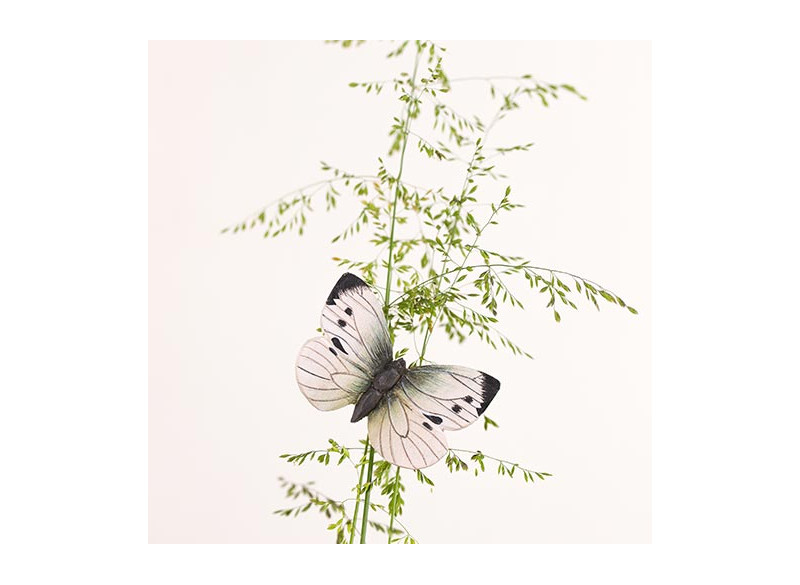 Magnet Cabbage Butterfly