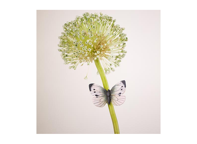 Magnet Cabbage Butterfly