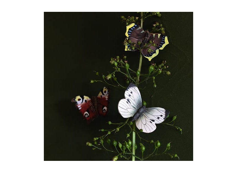 Magnet Cabbage Butterfly