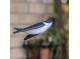 Decobird House Martin