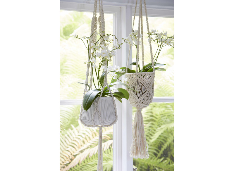 Ampel Belle Off-white