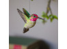 Dekobird Hummingbird 2pc Annas