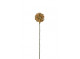 Allium 45 cm - yellow-brown