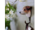 Animal Hook - Jack Russell Terrier