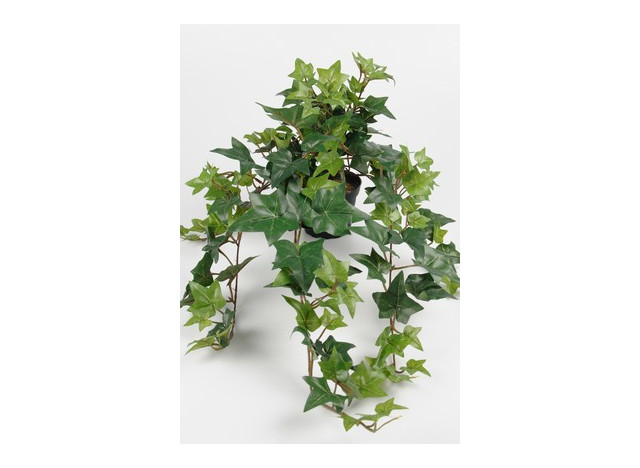 Hedera i potte 60cm, grøn