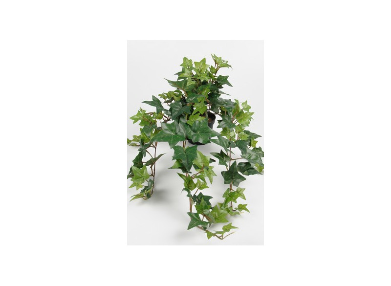 Hedera i potte 60cm, grøn