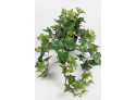 Hedera i potte 60cm, grøn