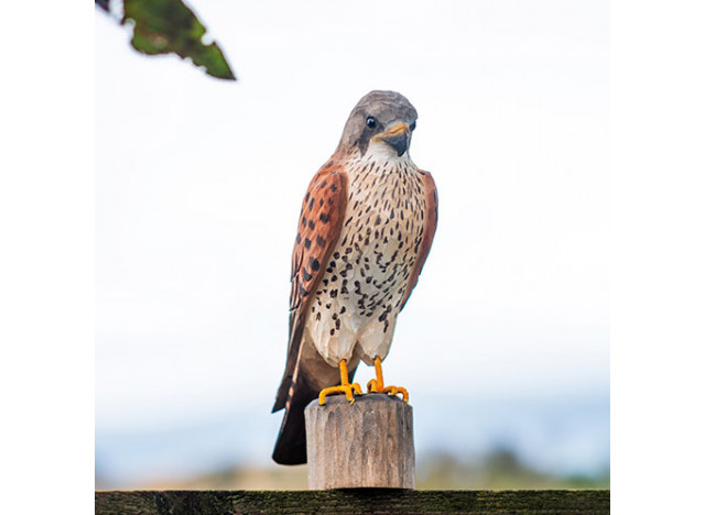 Dekofugl Tårnfalk