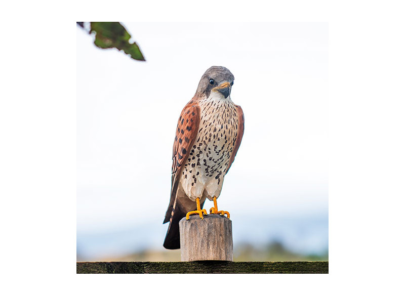 Dekofugl Tårnfalk